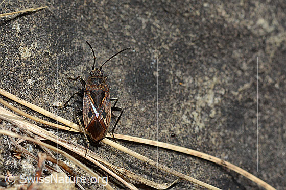 Photo: Rhyparochromus pini. Length 6.8 - 8.1Mm.
Boulder on alpine pasture. Altitude: Approx. 1670m a.s.l.
Lat.: Rhyparochromus pini
Family: Rhyparochromidae
Subfamily: Rhyparochrominae
Genus: Rhyparochromus