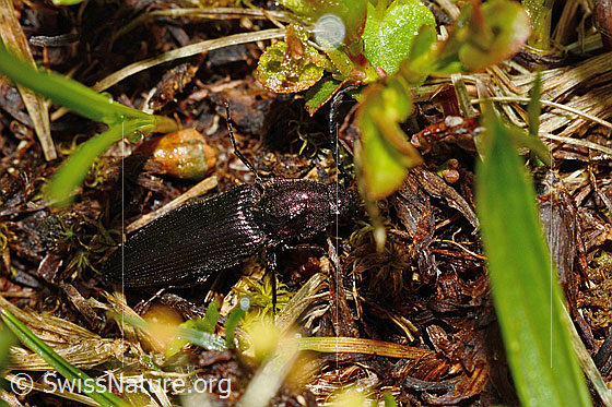 Foto: Metallglänzender Rindenschnellkäfer (Ctenicera pectinicornis). Länge 15 - 18mm. Männchen. Ansicht von oben.