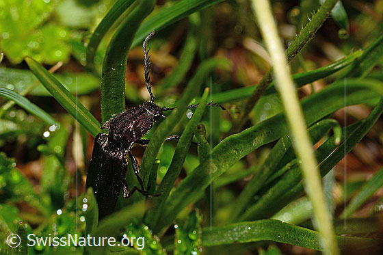 Foto: Metallglänzender Rindenschnellkäfer (Ctenicera pectinicornis). Länge 15 - 18mm. Männchen. Ansicht von Kopf und Vorderkörper. 