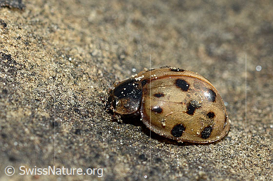 Foto: Asiatischer Marienkäfer (Harmonia axyridis). Länge 5 - 8mm. Totes Insekt. Ansicht von der Seite.