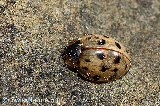 Photo: Harmonia axyridis. Length 5 - 8mm. Dead insect. View from above.
