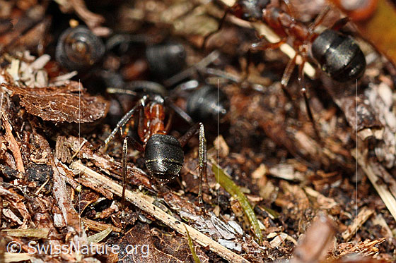Photo: Probably Formica exsecta. Length 4 - 7.5mm. View from behind.
