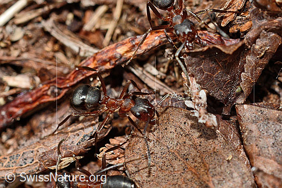 Foto: Wahrscheinlich Grosse Kerbameise (Formica exsecta). Länge 4 - 7.5mm. Ansicht von schräg oben.