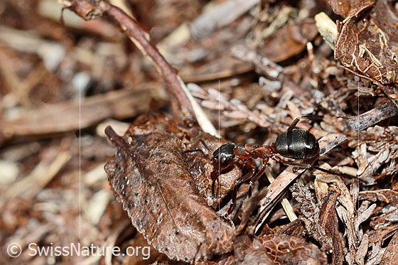 Photo: Probably Formica exsecta. Length 4 - 7.5mm. View from the side.