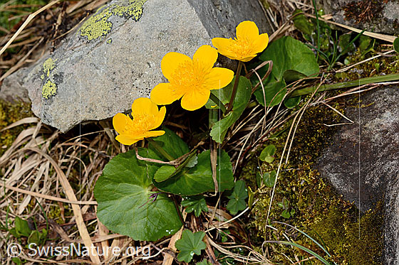 Foto: Sumpf-Dotterblume (Caltha palustris). Ganze Pflanze (Habitus).