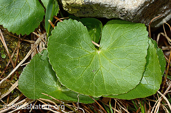 Foto: Sumpf-Dotterblume (Caltha palustris). Blätter. Blattoberseite.