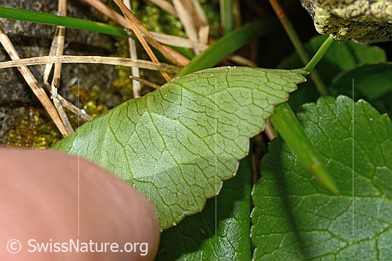 Foto: Sumpf-Dotterblume (Caltha palustris). Blattunterseite.
