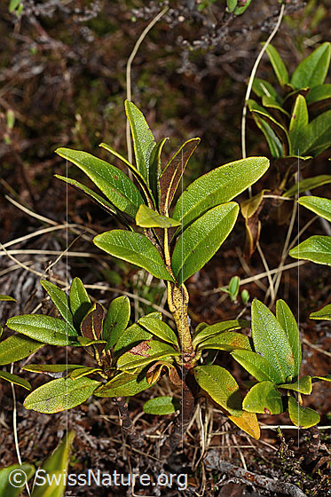 Foto: Rostblättrige Alpenrose (Rhododendron ferrugineum). Zweig mit Blätter.