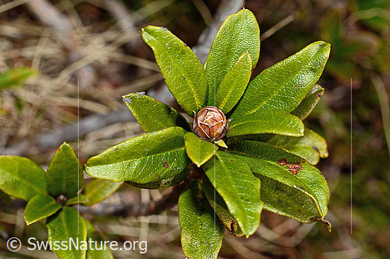 Foto: Rostblättrige Alpenrose (Rhododendron ferrugineum). Blätter und Knospe.