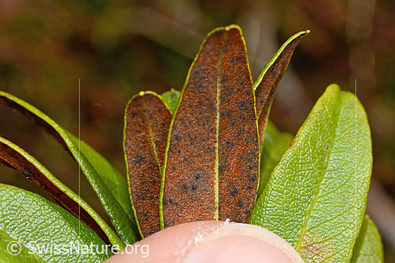 Foto: Rostblättrige Alpenrose (Rhododendron ferrugineum). Blattunterseite.