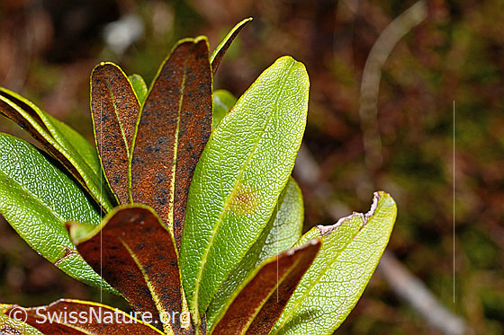 Photo: Rhododendron ferrugineum. Leaves. Leaf top. Leaf underside.
