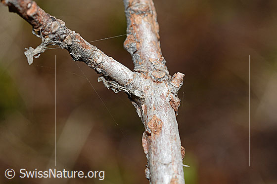 Foto: Rostblättrige Alpenrose (Rhododendron ferrugineum). Ästchen.