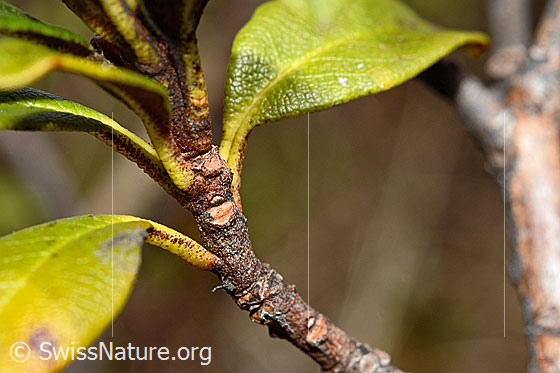 Foto: Rostblättrige Alpenrose (Rhododendron ferrugineum). Ästchen und Blätter.