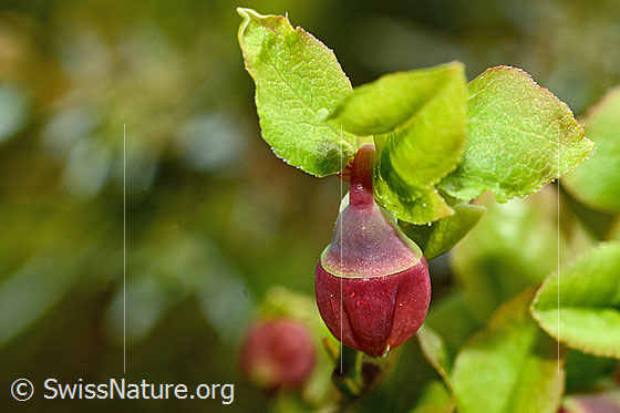 Photo: Vaccinium myrtillus. Blossom.