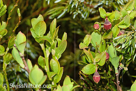 Photo: Vaccinium myrtillus. Fresh leaves and flowers.