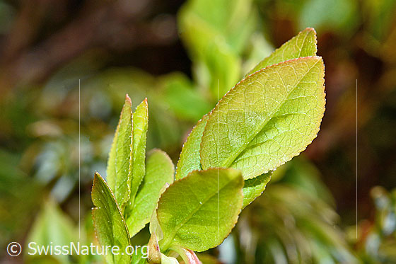 Photo: Vaccinium myrtillus. Fresh leaves.