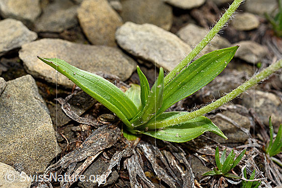 Photo: Plantago atrata. Leaves and stem.