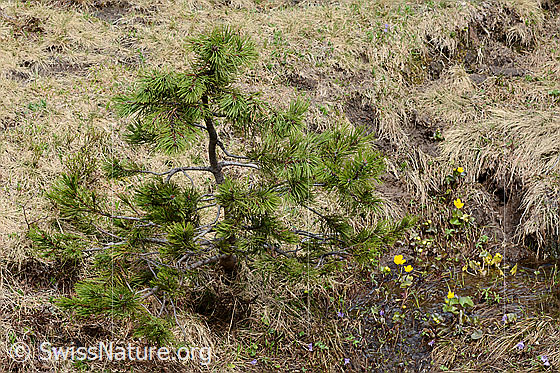 Photo: Pinus mugo. Young specimen.