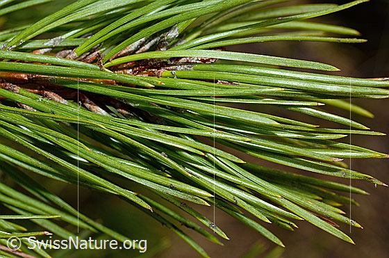 Foto: Bergföhre (Pinus mugo). Nadeln.