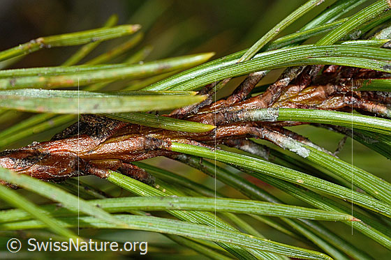 Photo: Pinus mugo. Branch and needles.
