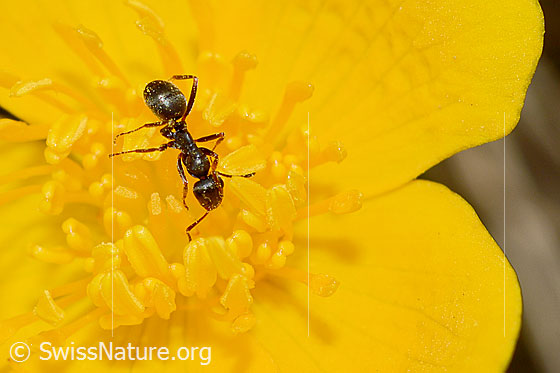 Photo: Formica lemani  on Caltha palustris. Length 4.5 - 6.5mm. View from diagonally above.