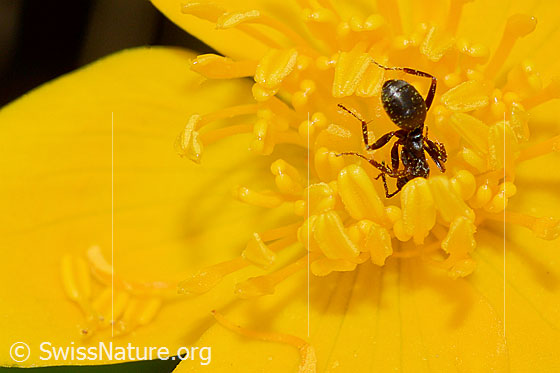 Photo: Formica lemani on Caltha palustris. Length 4.5 - 6.5mm. View from behind top.