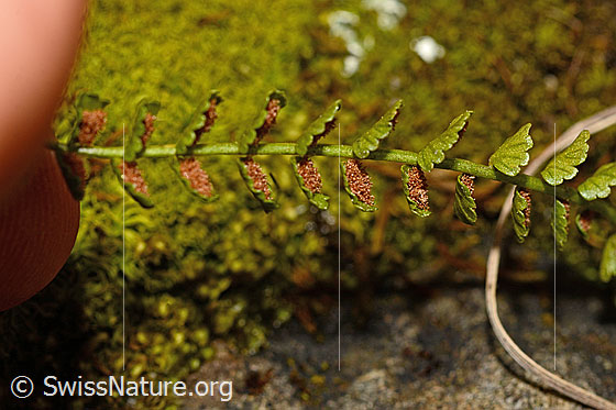 Photo: Asplenium viride. Peduncle and lateral pinnae. Underside with sori.