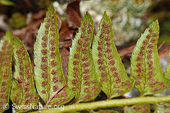 Photo: Polystichum lonchitis. Leaf underside mit Sori.