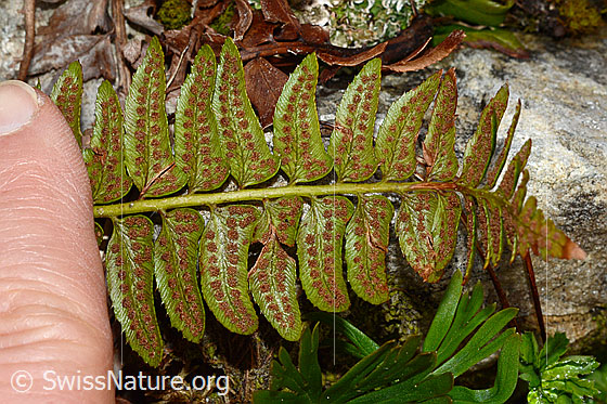 Photo: Polystichum lonchitis. Stem and leaves. Leaf underside mit Sori.