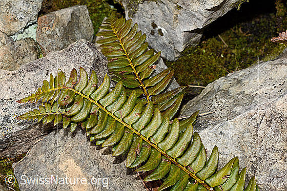 Photo: Polystichum lonchitis. Whole plant (habiti).