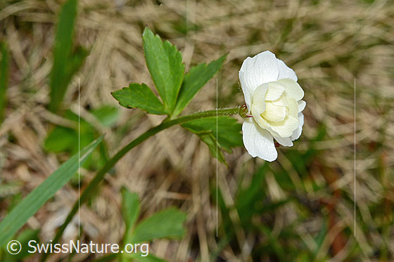 Photo: Ranunculus aconitifolius. Blossom, stem and leaf.