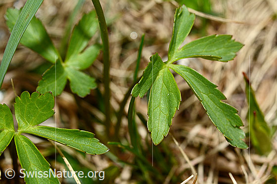Photo: Ranunculus aconitifolius. Leaves.