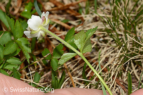 Photo: Ranunculus aconitifolius. Blossom, stem and leaf underside.