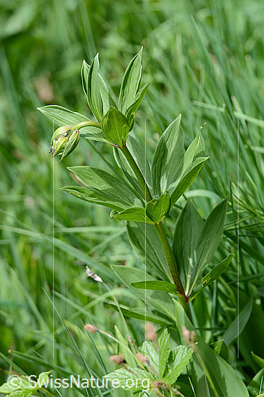 Photo: Lilium martagon. Whole plant (HApitus). Blossoms not yet open.