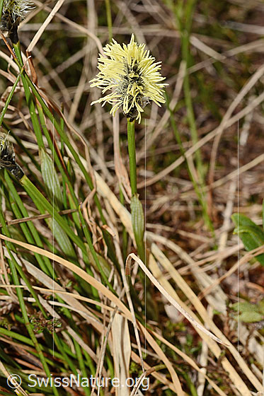 Photo: Probably Carex caryophyllea. Panicle and stem.