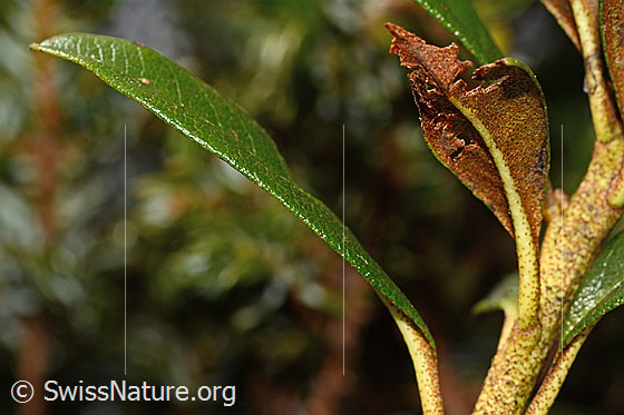 Foto: Rostblättrige Alpenrose (Rhododendron ferrugineum). Rostfarbene Blattunterseite und Ästchen.