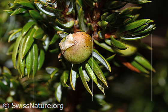 Foto: Alpen-Wacholder (Juniperus communis ssp. saxatilis). Beere und Nadeln.