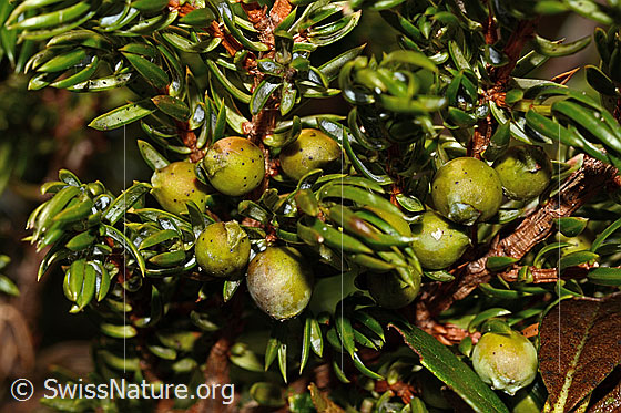 Foto: Alpen-Wacholder (Juniperus communis ssp. saxatilis). Beeren und Nadeln.