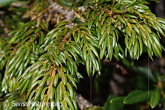 Foto: Alpen-Wacholder (Juniperus communis ssp. saxatilis). Nadeln.
