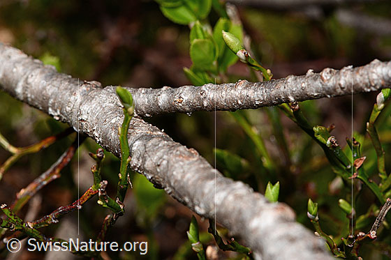 Foto: Alpen-Wacholder (Juniperus communis ssp. saxatilis). Ästchen.