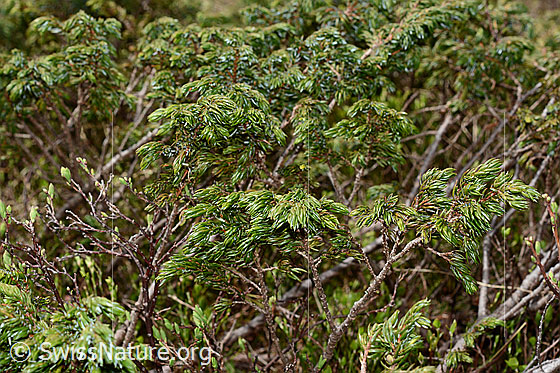 Foto: Alpen-Wacholder (Juniperus communis ssp. saxatilis). Äste und Nadeln.
