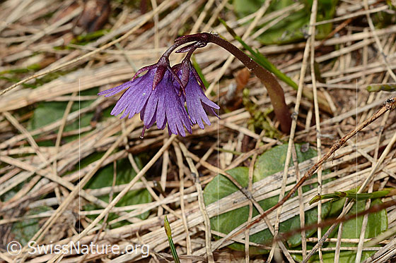 Foto: Grosses Alpenglöckchen (Soldanella alpina). Ganze Pflanze (Habitus).