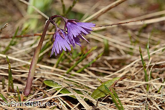 Foto: Grosses Alpenglöckchen (Soldanella alpina). Ganze Pflanze (Habitus).