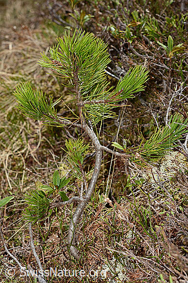 Foto: Bergföhre (Pinus mugo). Ast mit Nadeln.