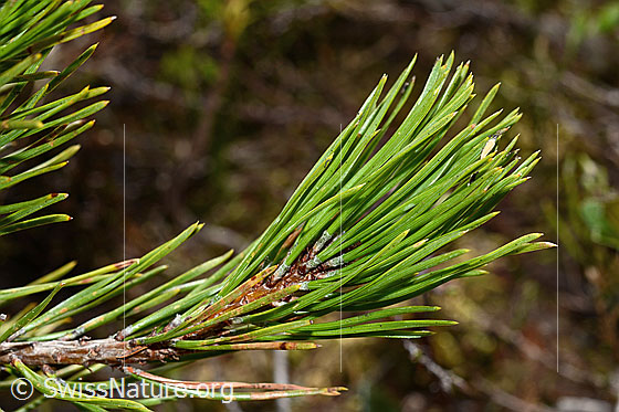 Foto: Bergföhre (Pinus mugo). Ästchen mit Nadeln.