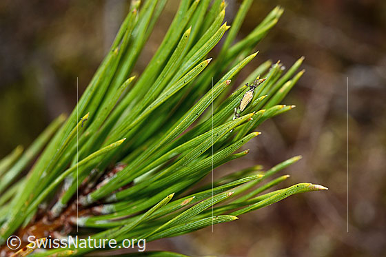 Foto: Bergföhre (Pinus mugo). Nadeln.