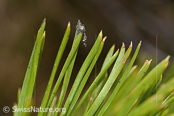 Foto: Bergföhre (Pinus mugo). Nadeln.