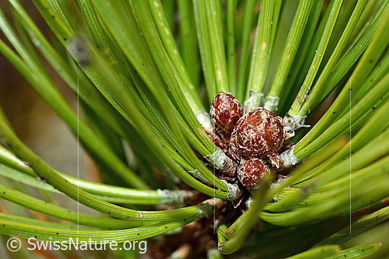 Foto: Bergföhre (Pinus mugo). Nadeln und Triebe.