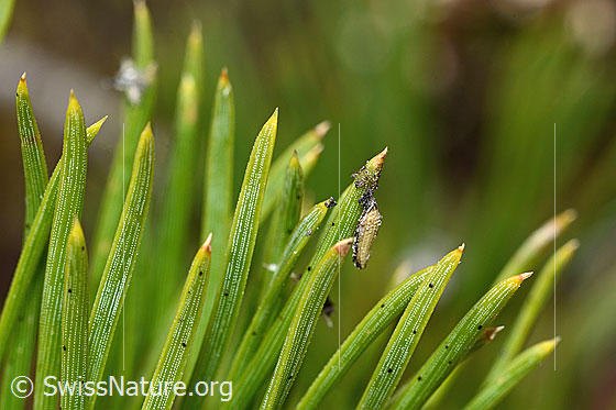 Foto: Bergföhre (Pinus mugo). Nadeln.