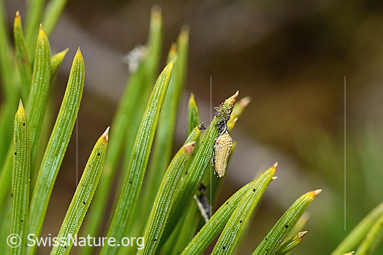 Foto: Bergföhre (Pinus mugo). Nadeln. An einer Nadel hängt vermutlich ein verpupptes Insekt.